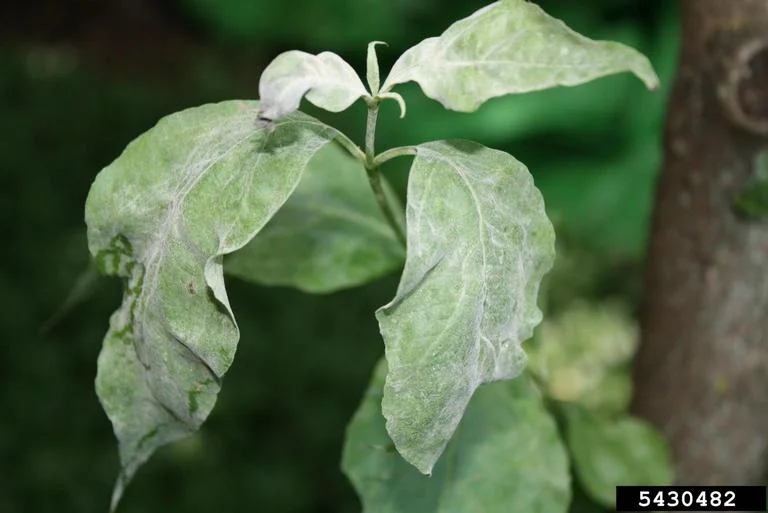 Powdery Mildew Cross Listing