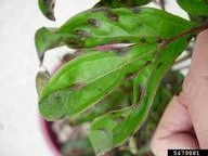 Bacterial Blight