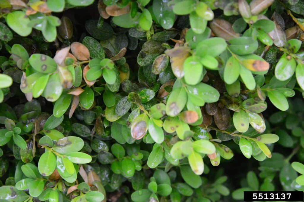 Boxwood Blight