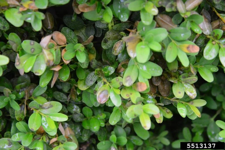 Boxwood — 5513137 768x513