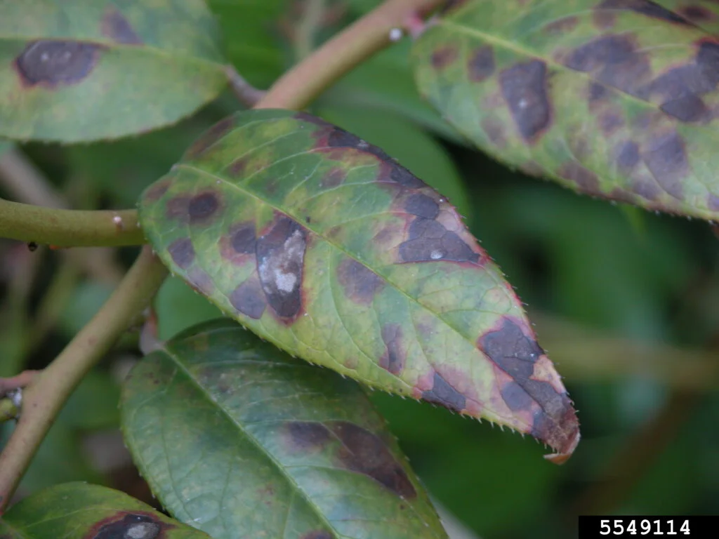 Cercospora Leaf Spot