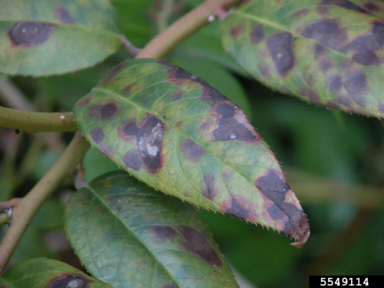 Leucothoe — 5549114 768x576