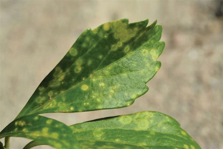 Plant Health Care Spring 2016 — 6 planthealthcare2 0