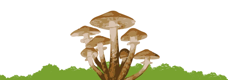 Wood Decay Fungi — 7 fungi bottom
