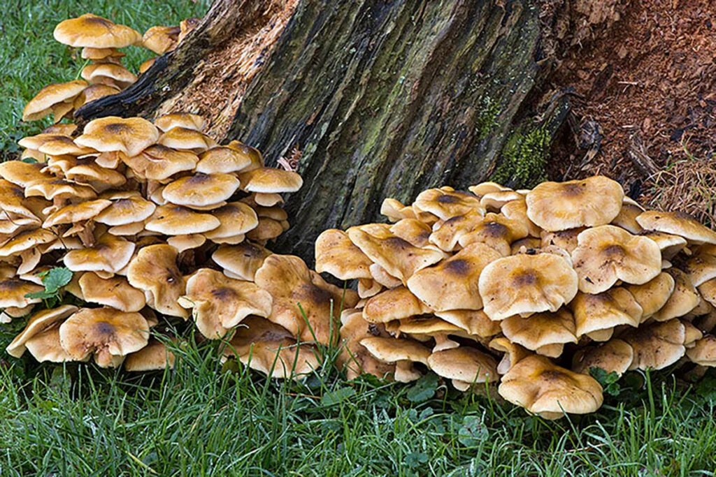 Wood Decay Fungi