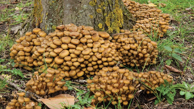 Wood Decay Fungi — 7 honeymushroom