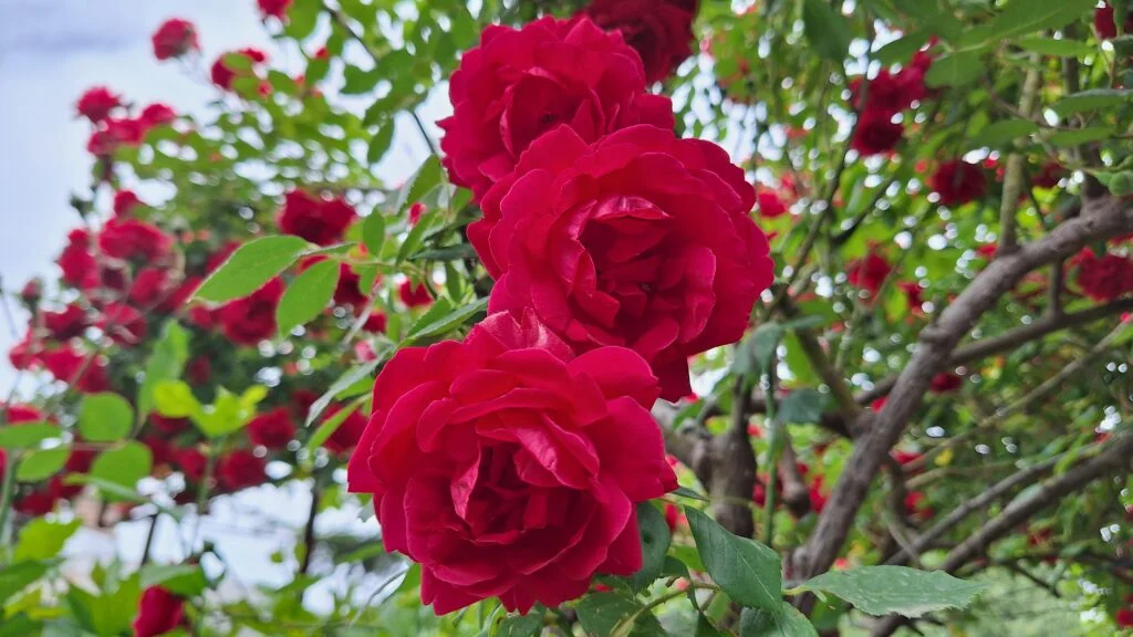 Rose — A close up of climbing roses 1024x576