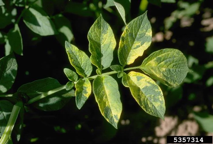 Alfalfa Mosaic Virus