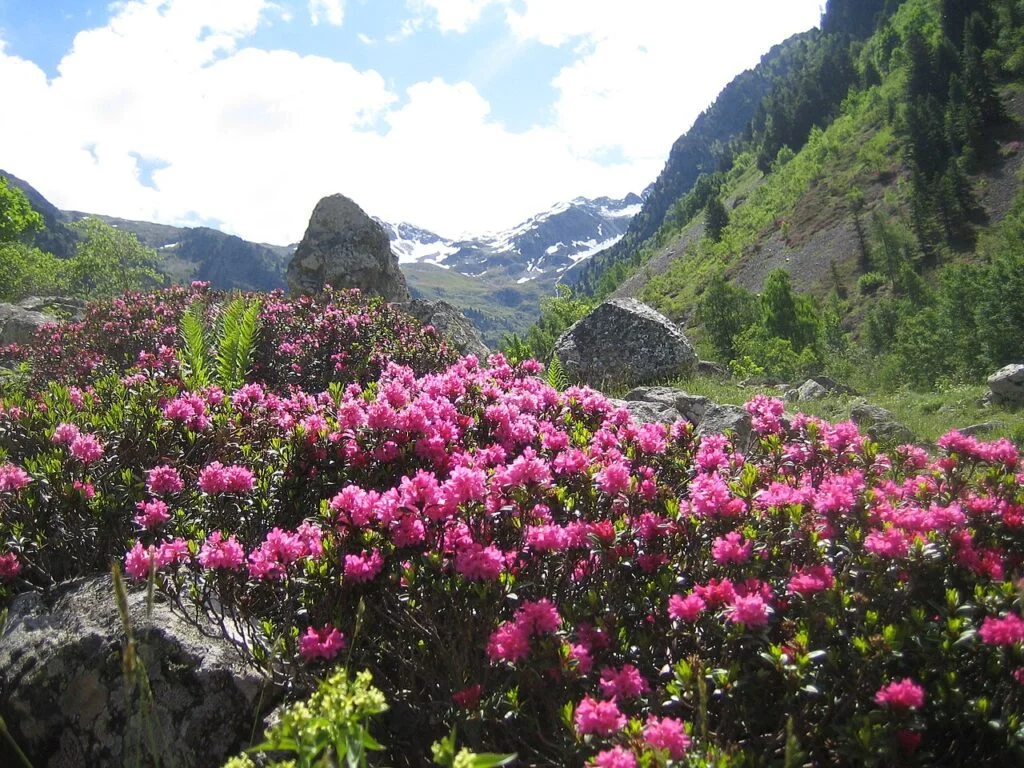 Rhododendron — Alpenroos 1024x768
