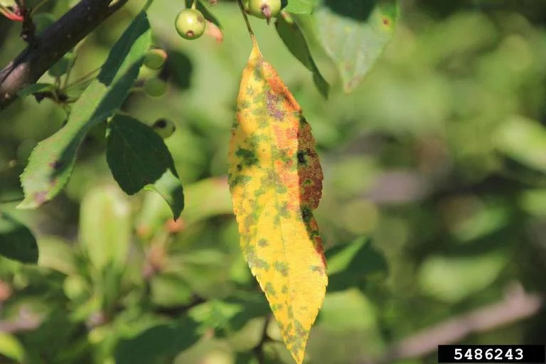 Apple Scab