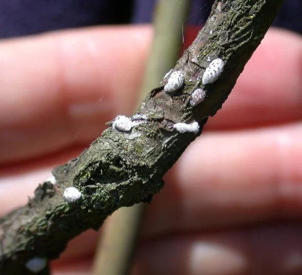 Azalea Bark Scale
