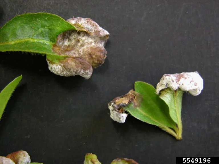 Azalea and Rhododoendron Diseases