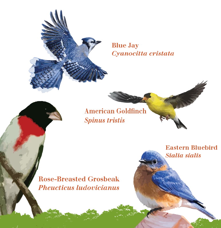 Helping Songbirds Survive — BIRDS