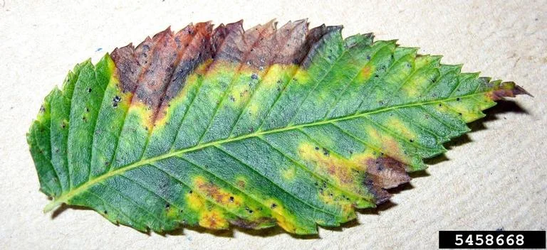 Bacterial Leaf Scorch