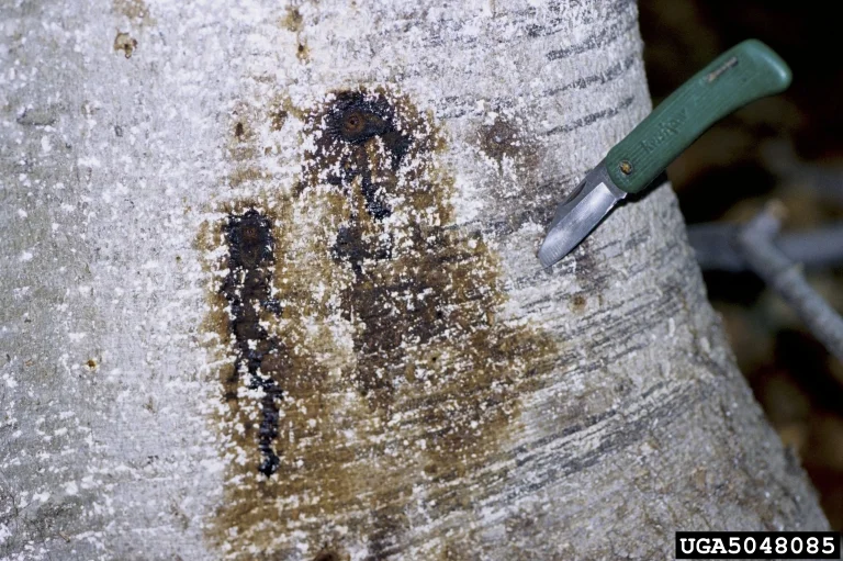Beech Bark Disease