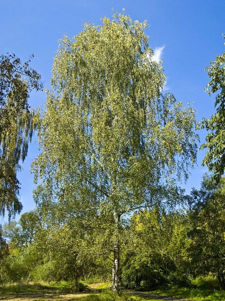 Birch — Betula pendula 001 766x1024