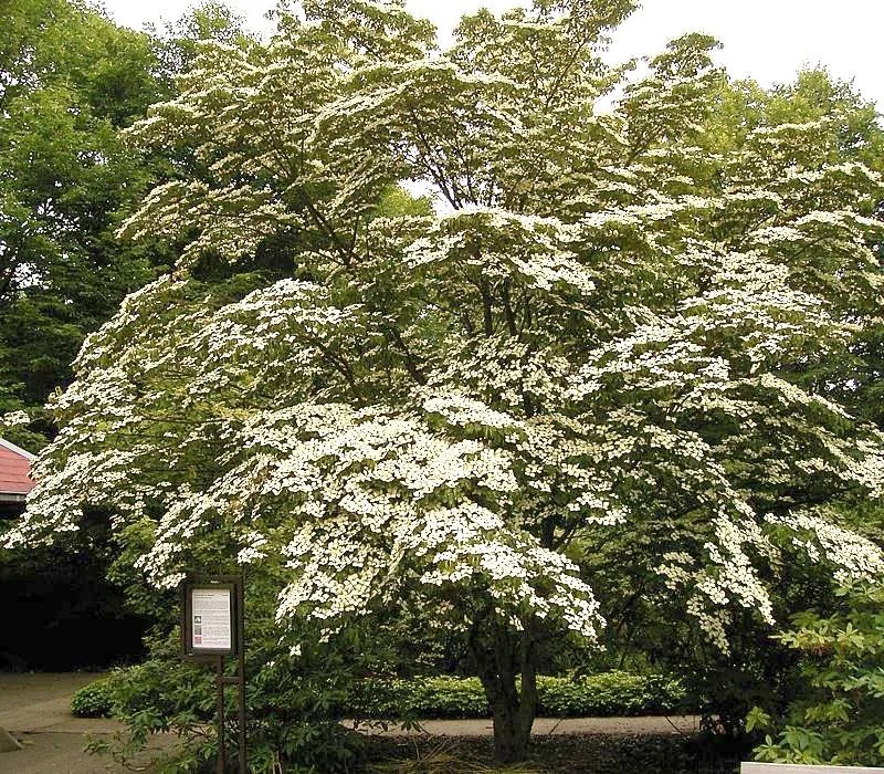 Dogwood — Bgbo cornus kousa var chinensis ies