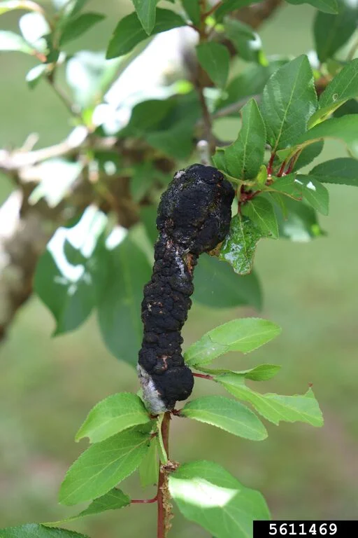 Black Knot