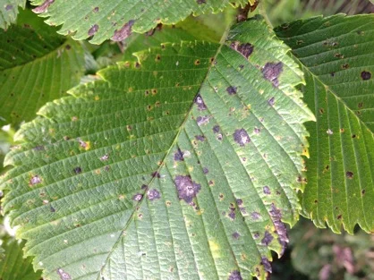 Black Leaf Spot