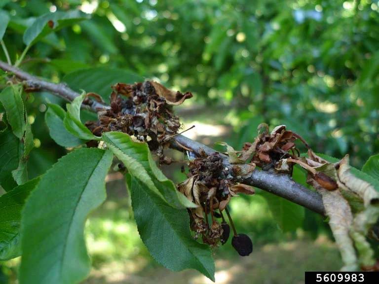 Brown Rot