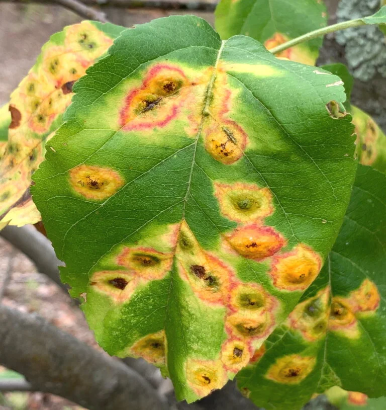 Serviceberry — Cedar rust 768x815
