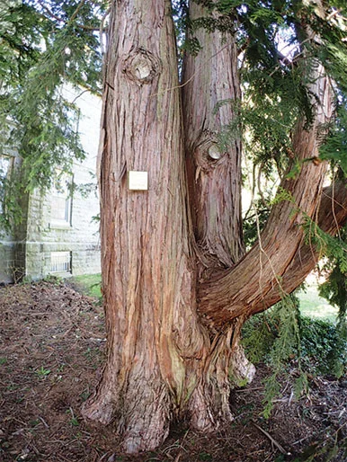 Pennsylvania Big Trees — Chamaecyparis obtusa H 0565C trunk 19 50