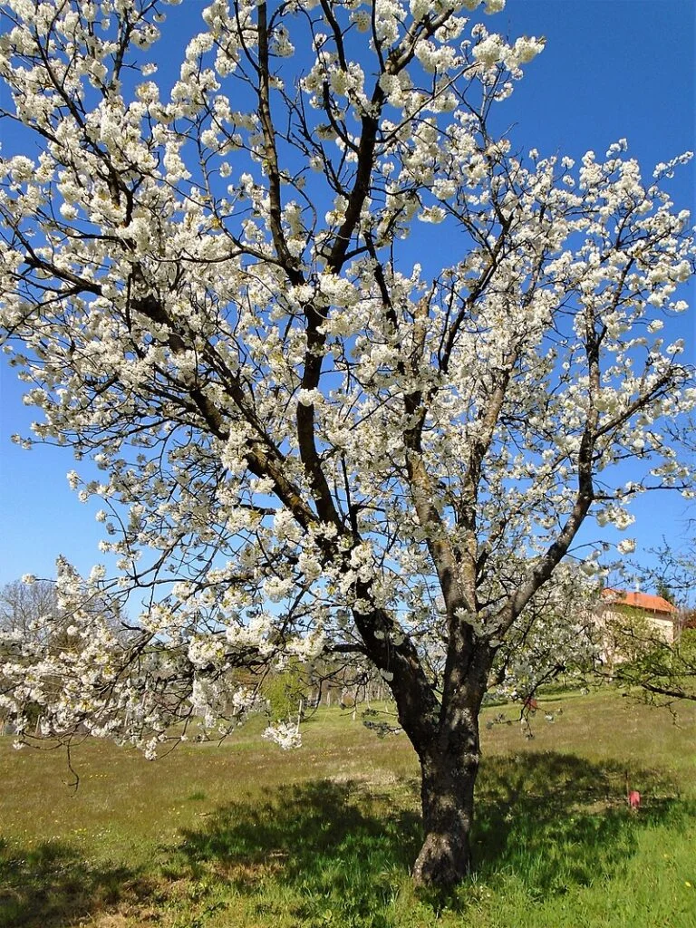 Cherry — Cherry 768x1024