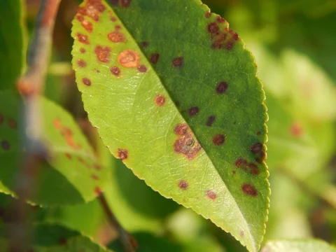 Cherry Leaf Spot