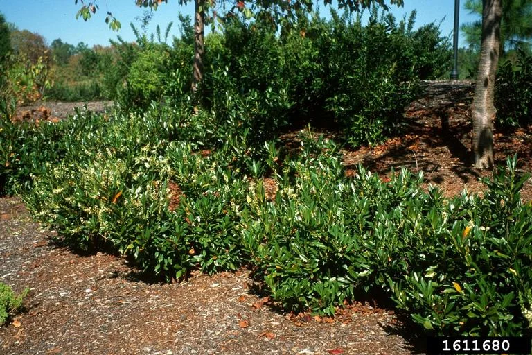 Cherry Laurel incl. Schipkaensis — CherryLaurel John Ruter University of Georgia Bugwood.org