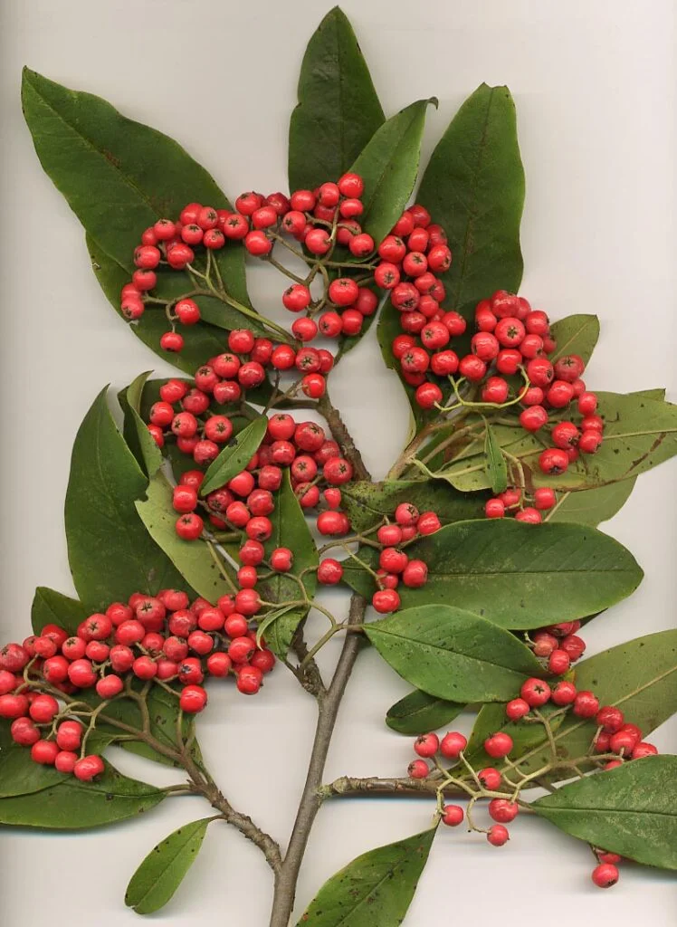 Cotoneaster — Cotoneaster frigidus 748x1024