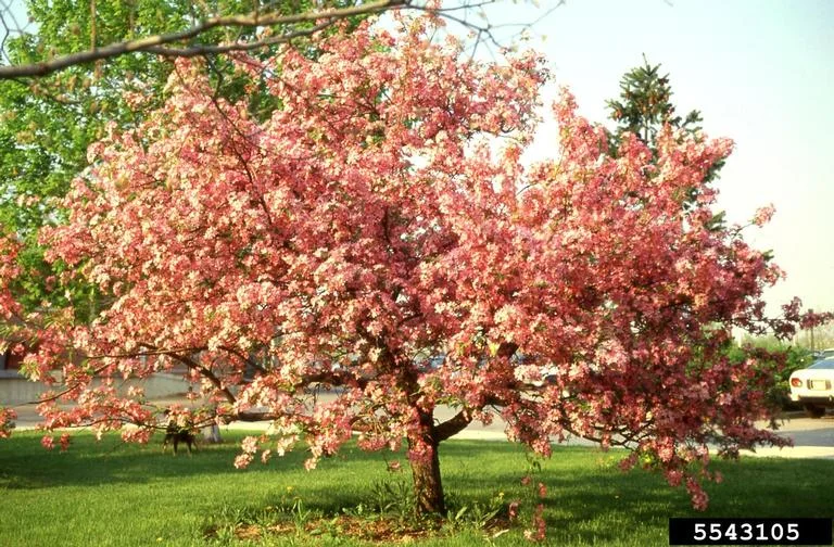 Crabapple
