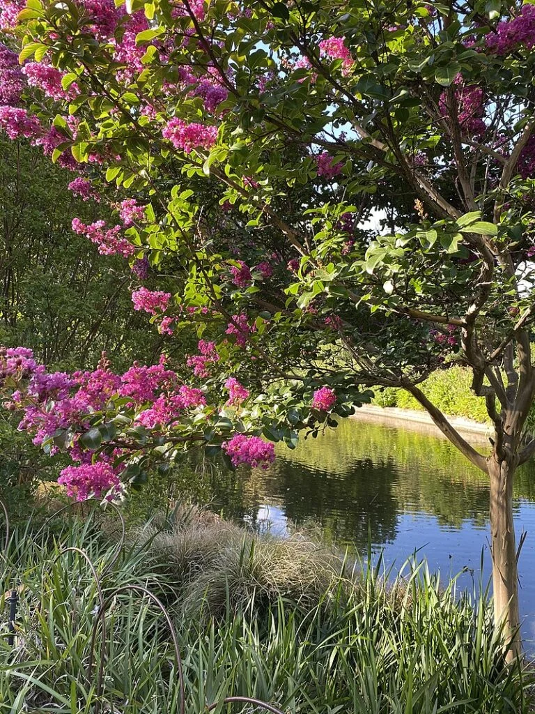 Crape Myrtle — CrapeMyrtle 768x1024