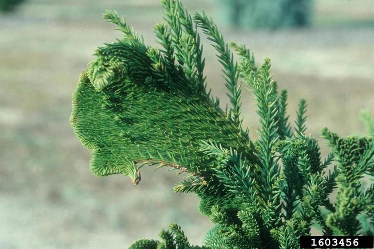 Cryptomeria