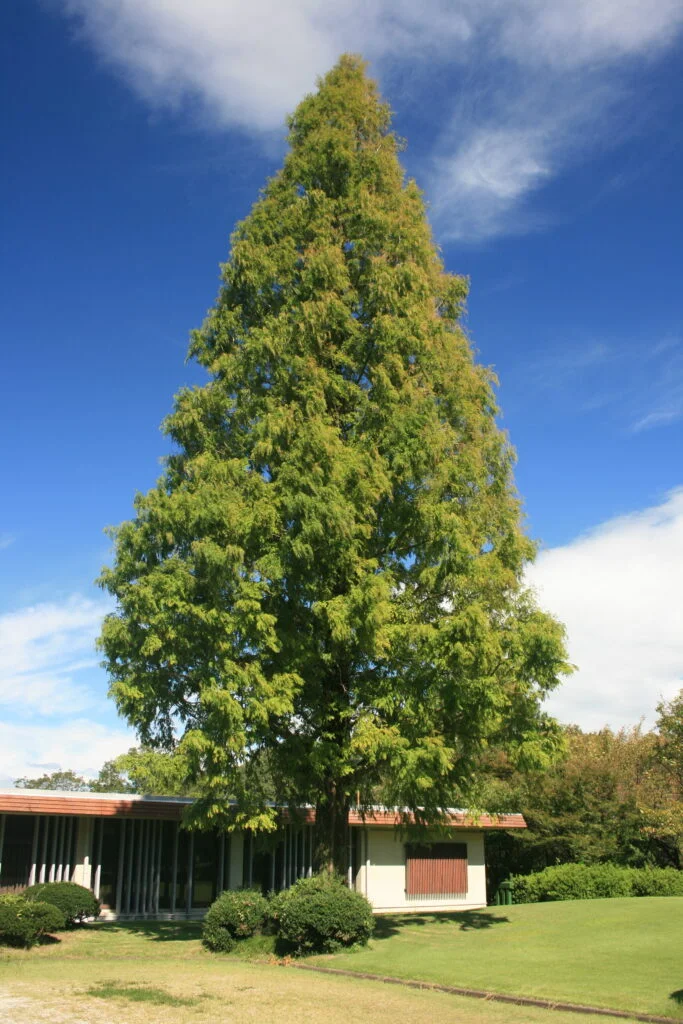 Dawn Redwood — Dawn redwood 683x1024
