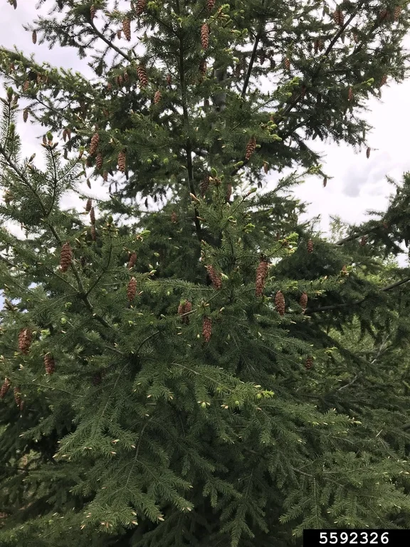 Douglas Fir — DouglasFir Jona Villa Bugwood.org