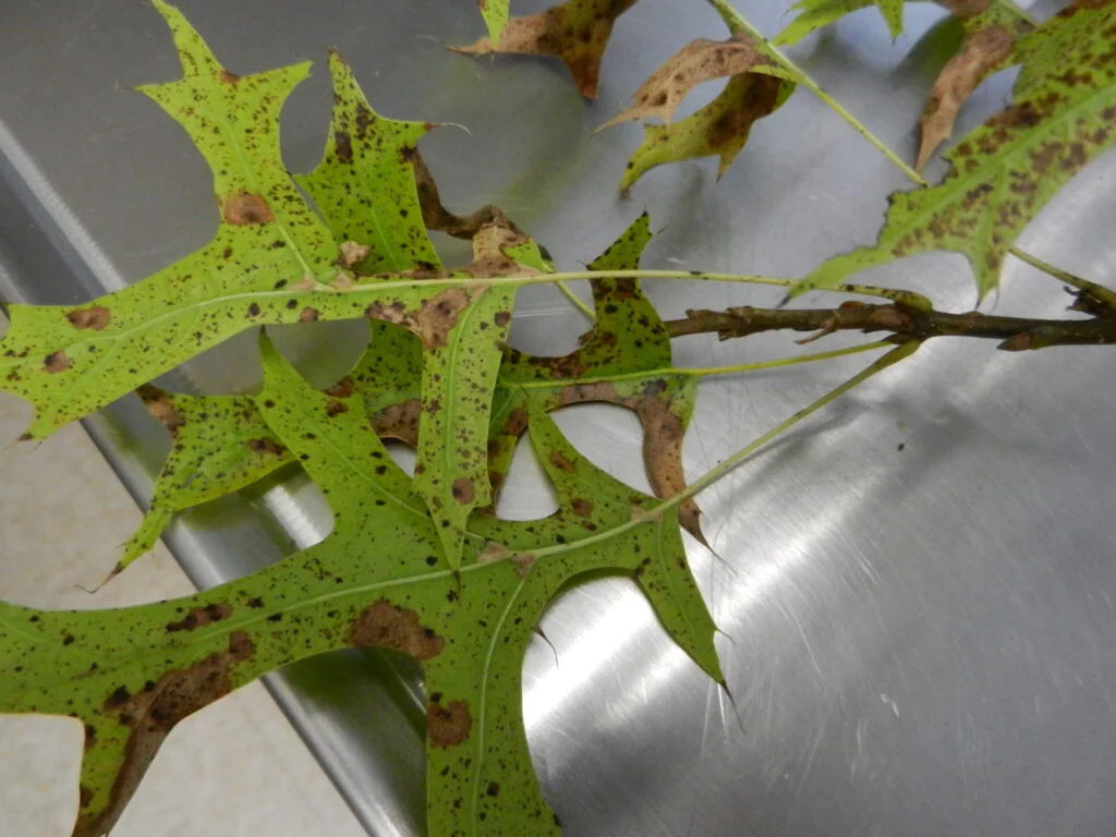Tubakia Leaf Spot