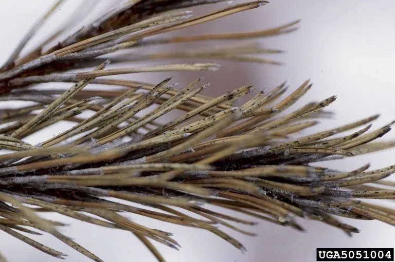 Diplodia Tip Blight