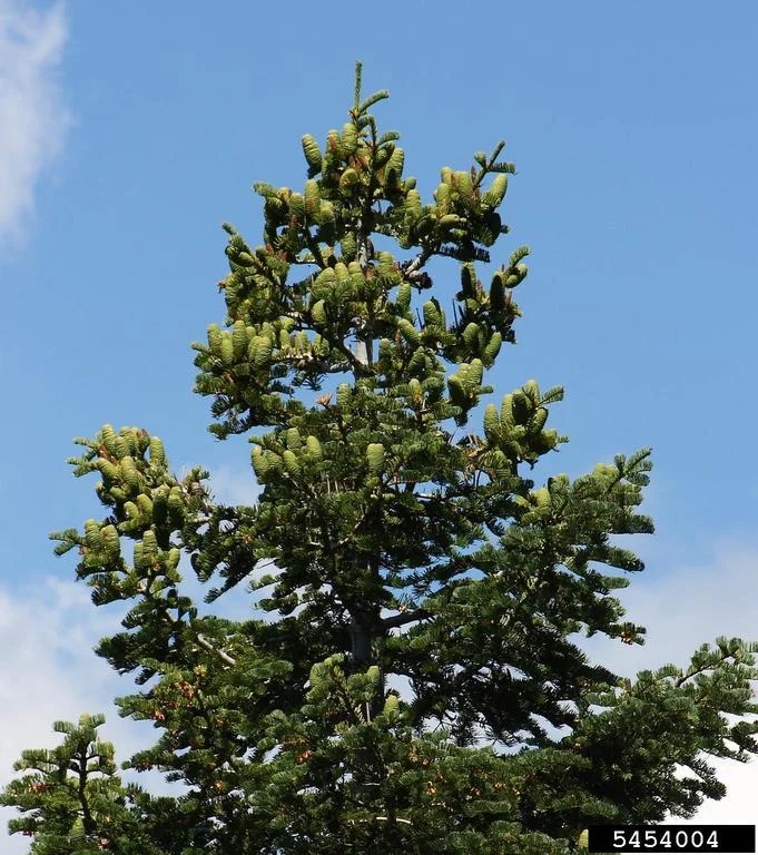 Fir — Fir Donald Owen California Department of Forestry and Fire Protection Bugwood.org