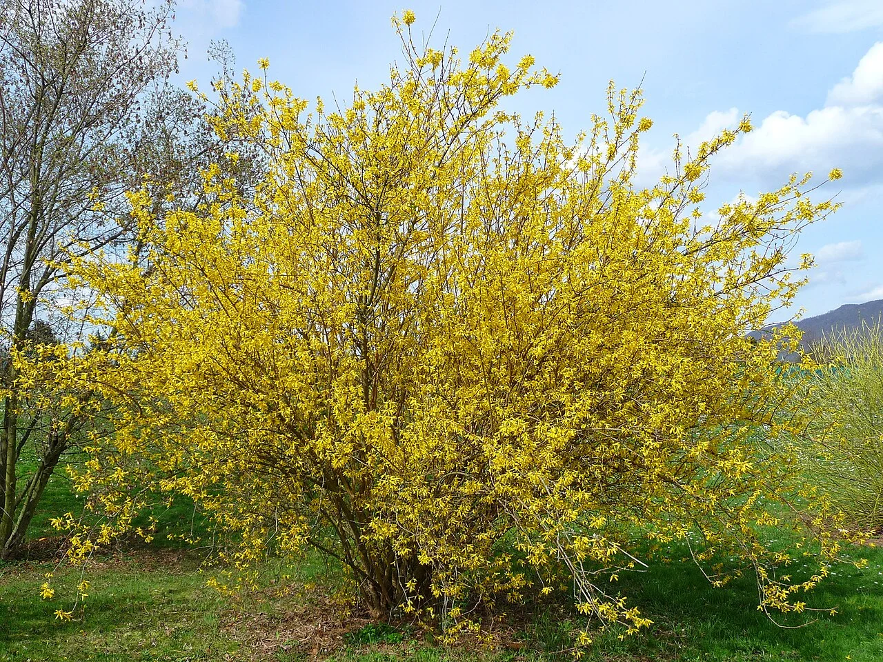 Forsythia