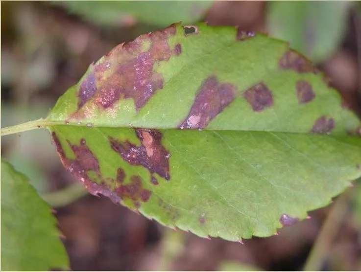 Downy Mildew