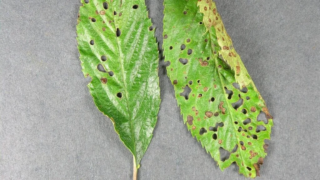 Shothole Disease