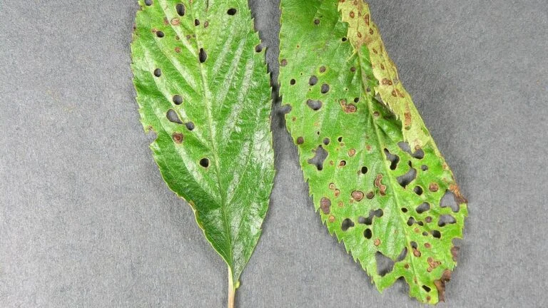 Cherry Laurel incl. Schipkaensis — HGIC trees cherryshothole 16x9 768x432