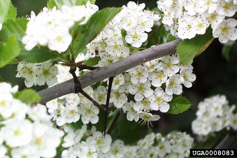 Hawthorn — Hawthorn Paul Wray Iowa State University Bugwood.org