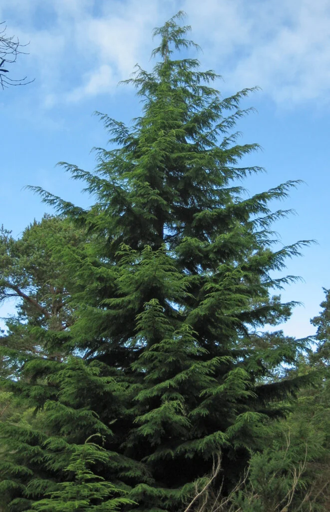Hemlock — Hemlock 661x1024