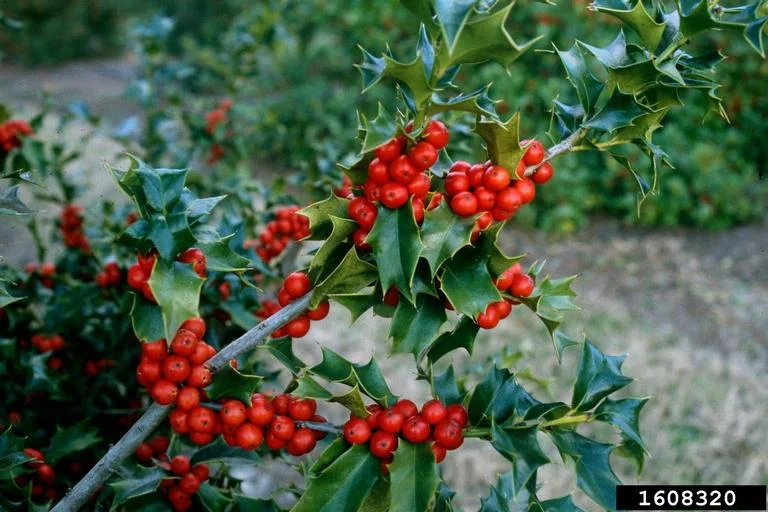 Holly — Holly John Ruter University of Georgia Bugwood.org 