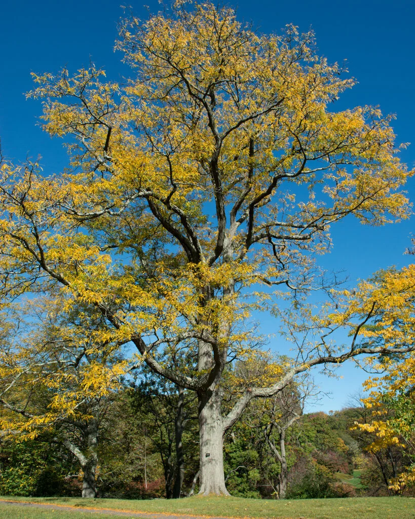 Honeylocust — Honey Locust 819x1024