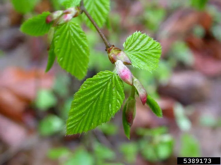 Hornbeam — Hornbeam Norbert Frank University of West Hungary Bugwood.org 