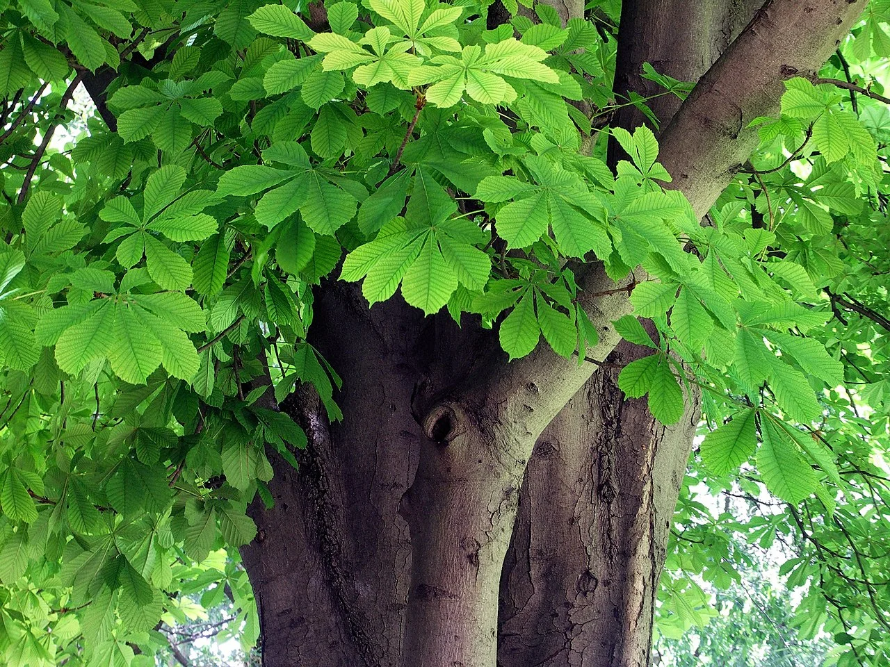 Horse Chestnut