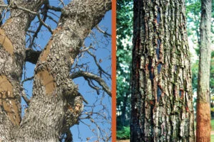 Hypoxylon Canker
