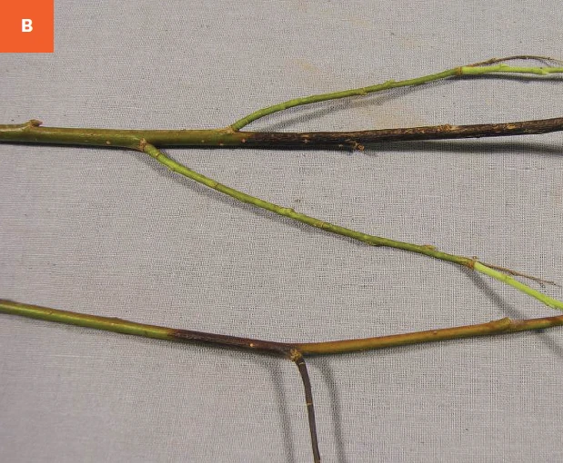 Willow — Image 030